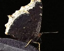 Nymphalis antiopa-antíope