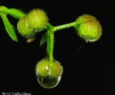 Originales semillas con gotas de agua