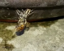 Araña y abeja