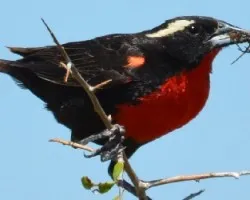 Sturnella superciliaris