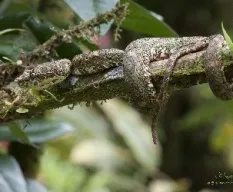 Bothriechis schlegelii