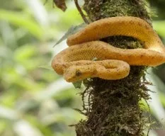 Bothriechis schlegelii