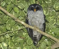 Ciccaba nigrolineata