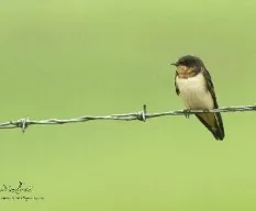 Hirundo rustica