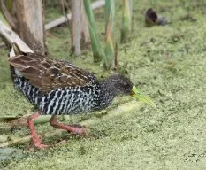 Pardirallus maculatus