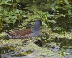 Porphyriops melanops