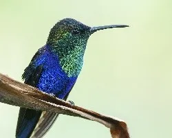 Thalurania colombica