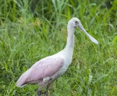 Platalea ajaja