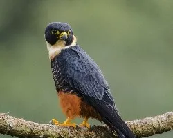Falco rufigularis