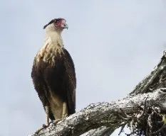 Caracara cheriway