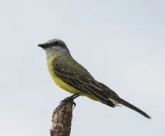 Tyrannus melancholicus