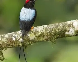 Chiroxiphia linearis