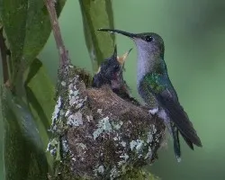 Thalurania colombica