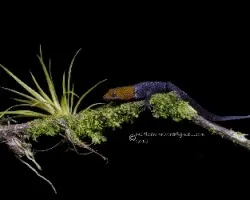 Gonatodes albogularis