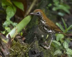 Hylocichla mustelina