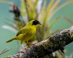 Geothlypis semiflava