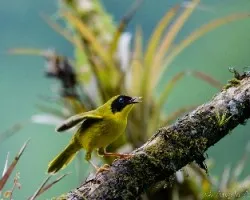 Geothlypis semiflava