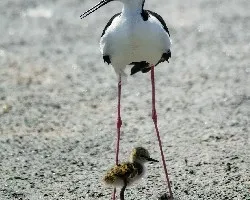 Himantopus mexicanus