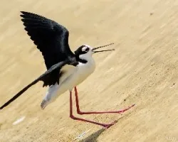 Himantopus mexicanus