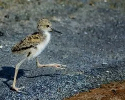 Himantopus mexicanus