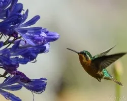 Lampornis calolaemus