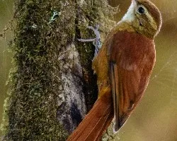 Margarornis rubiginosus