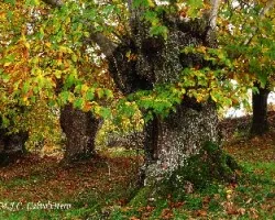 Castaños en otoño