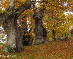 Castaños en otoño