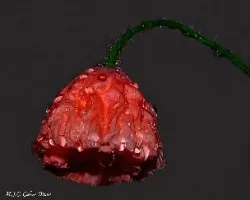 Amapola