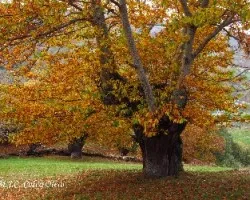 Castaños en otoño