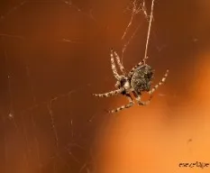 Araña
