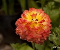 Ranunculus asiaticus 