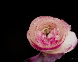 Ranunculus asiaticus