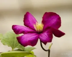Clematis
