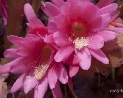 Epiphyllum_oxypetalum