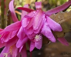 Epiphyllum_oxypetalum