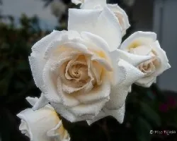 Rosa blanca