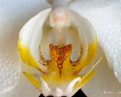 Corazón de orquidea