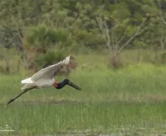 Jabiru mycteria