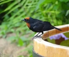 Chrysomus ruficapillus