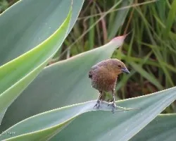 Chrysomus ruficapillus