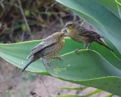 Chrysomus ruficapillus