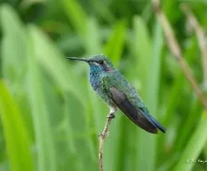 Colibri serrirostris
