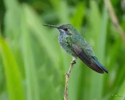 Colibri serrirostris