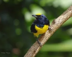 Euphonia imitans