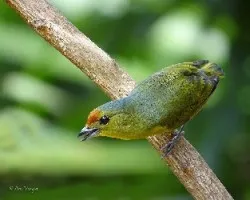Euphonia imitans