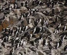 Phalacrocorax lucidus