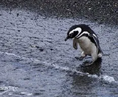 Spheniscus magellanicus