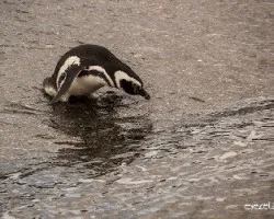 Spheniscus magellanicus