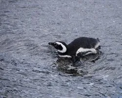 Spheniscus magellanicus